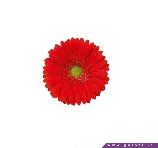 گل ژربرا بلکانتو - Gerbera | گل آف